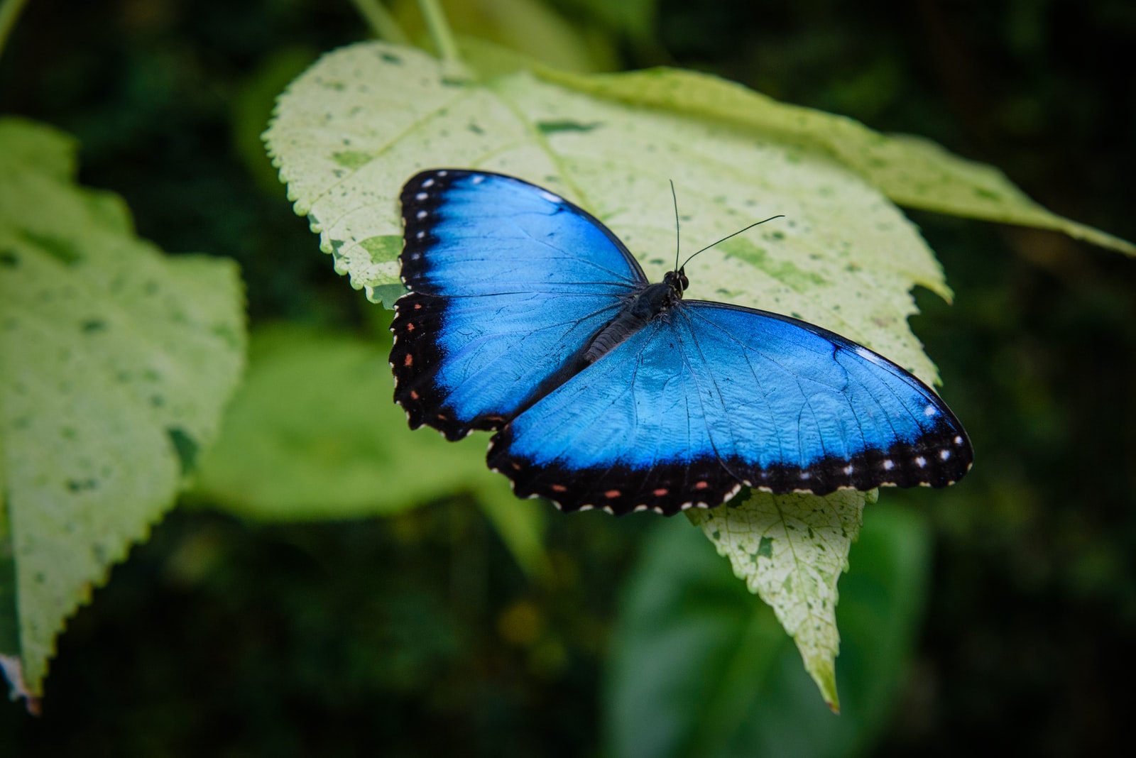 El efecto mariposa: Todo lo que necesitas saber sobre este poderoso modelo mental